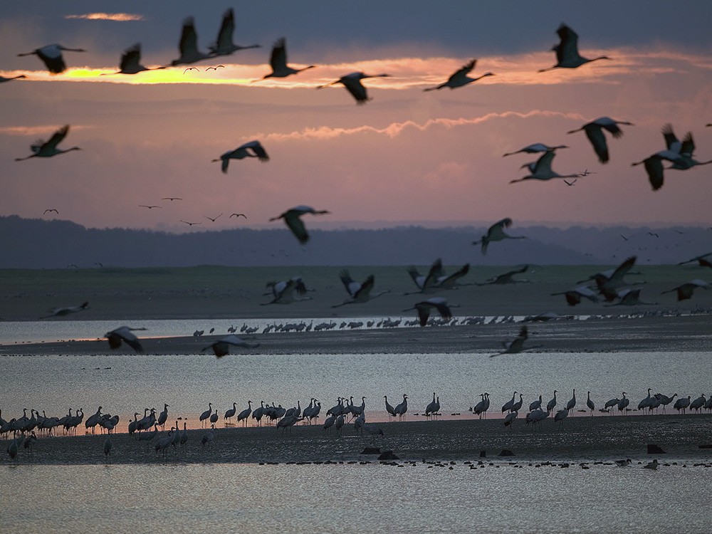 Lac du Der (©Pascal Bourguinon coll OT)