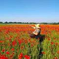 Champ coquelicot 