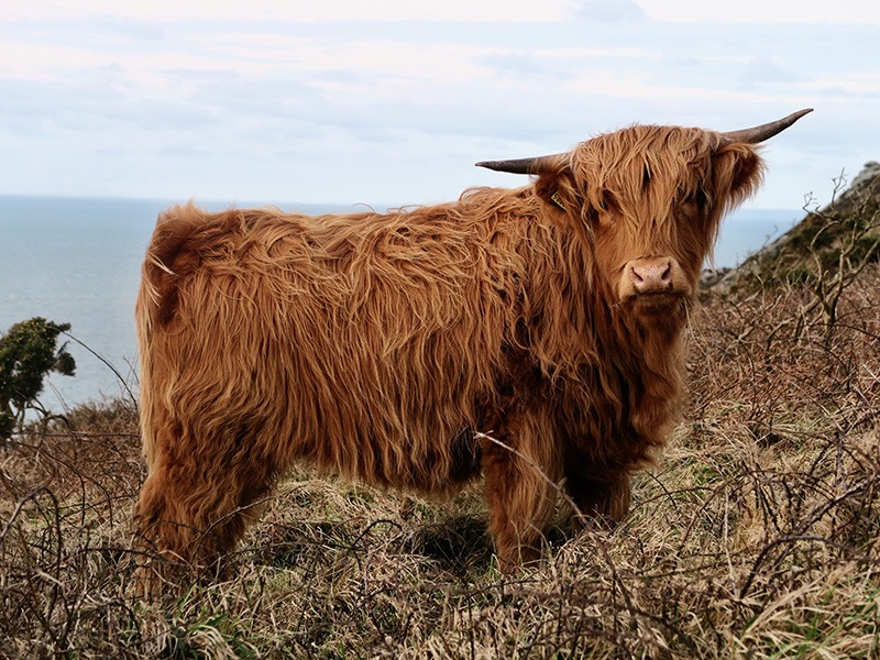 Vache Highlands © George.Hiles 